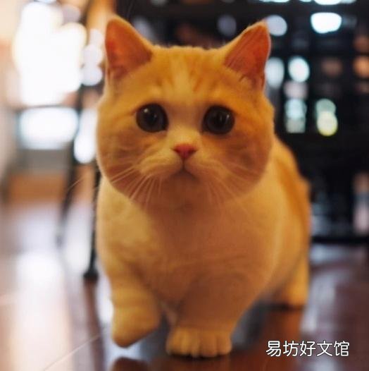 曼基康短腿猫(曼基康短腿猫多少钱一只)