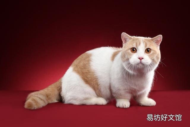 曼基康短腿猫(曼基康短腿猫多少钱一只)