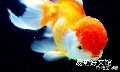 关于金鱼换水的问题?