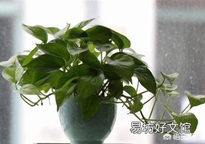 绿萝叶子都蔫了是怎么回事?应该怎么办?