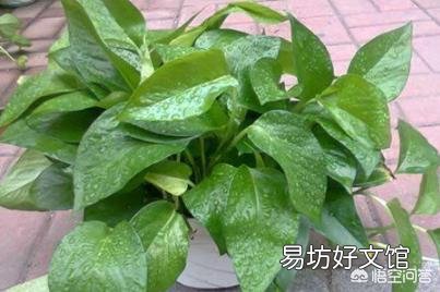 绿萝叶子都蔫了是怎么回事?应该怎么办?