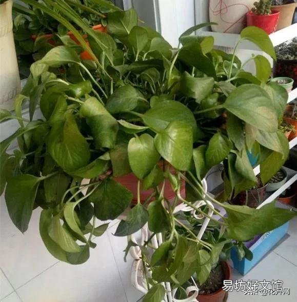 绿萝叶子都蔫了是怎么回事?应该怎么办?