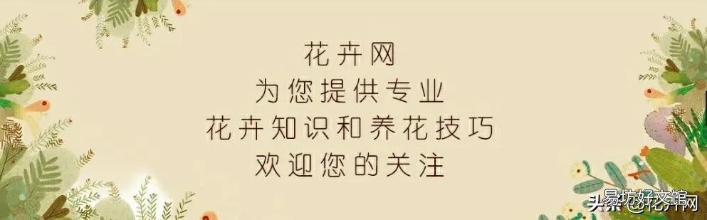 绿萝叶子都蔫了是怎么回事?应该怎么办?