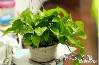 绿萝叶子都蔫了是怎么回事?应该怎么办?