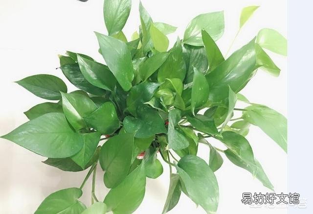 绿萝叶子都蔫了是怎么回事?应该怎么办?