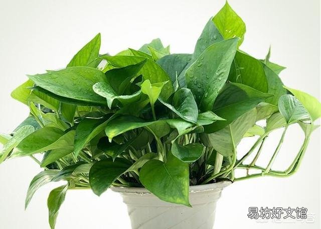 绿萝叶子都蔫了是怎么回事?应该怎么办?