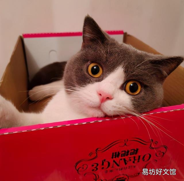 缅因猫市场价(缅因猫市场价格)