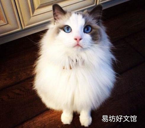 缅因猫市场价(缅因猫市场价格)