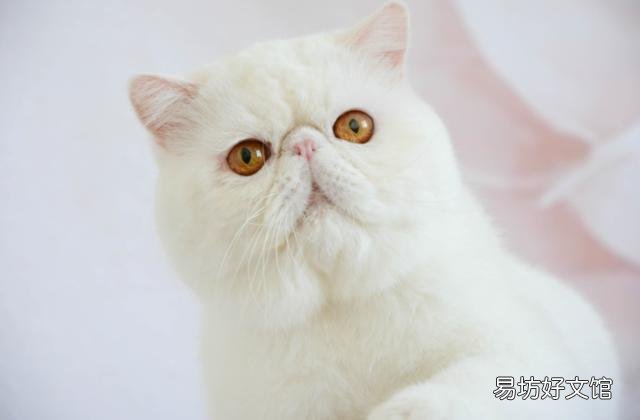 缅因猫市场价(缅因猫市场价格)