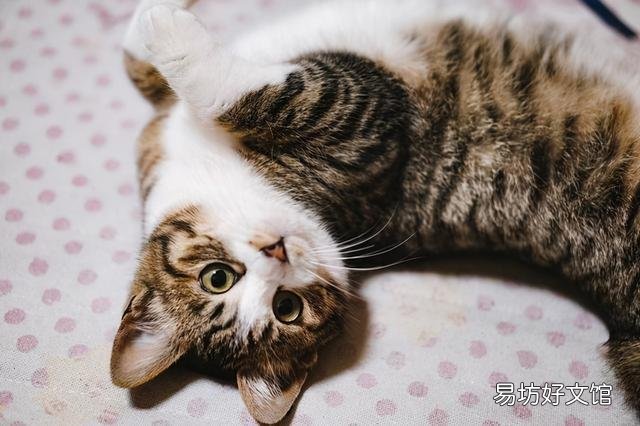 缅因猫市场价(缅因猫市场价格)