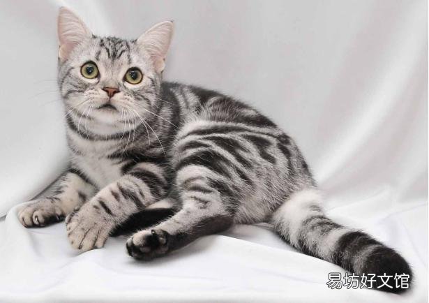 缅因猫市场价(缅因猫市场价格)