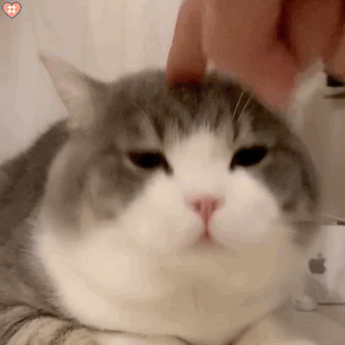 缅因猫市场价(缅因猫市场价格)