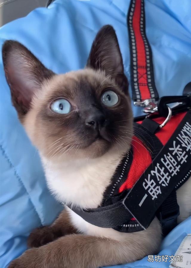 缅因猫市场价(缅因猫市场价格)