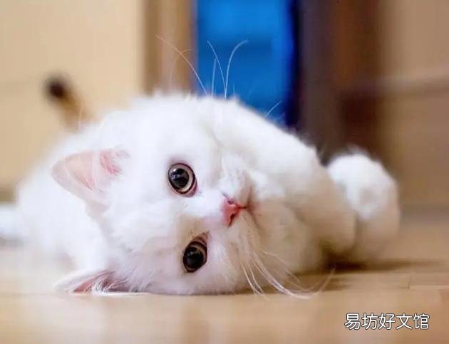 缅因猫市场价(缅因猫市场价格)