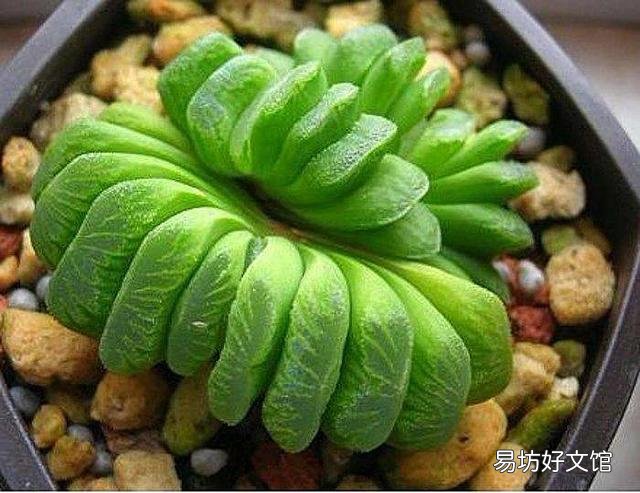 什么植物可以防辐射呢?