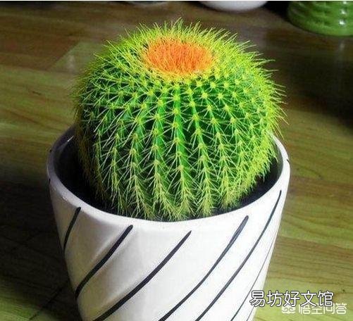 什么植物可以防辐射呢?