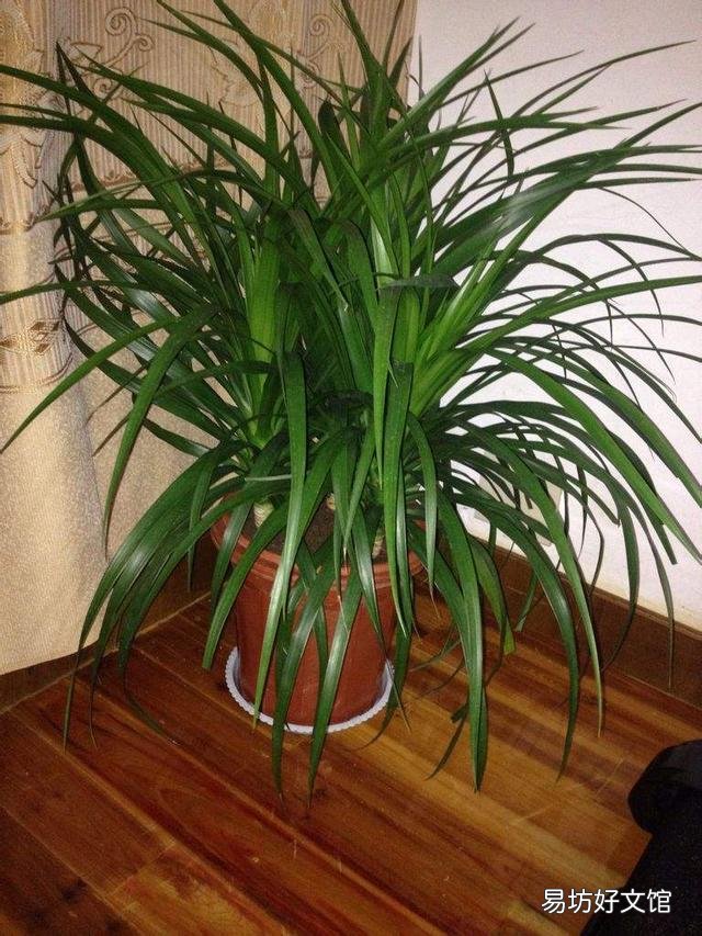 什么植物可以防辐射呢?