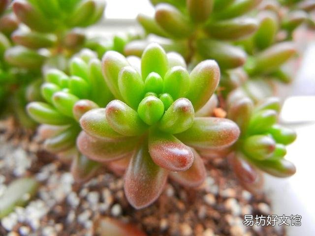 什么植物可以防辐射呢?