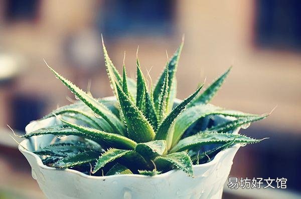什么植物可以防辐射呢?