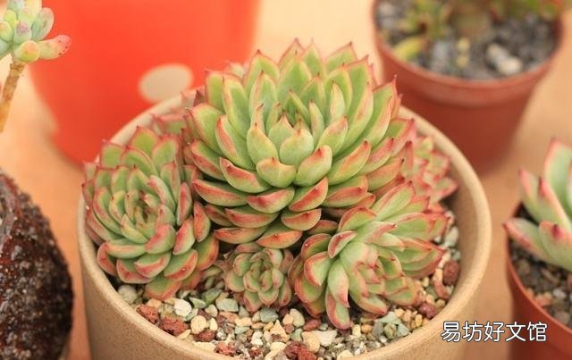 什么植物可以防辐射呢?