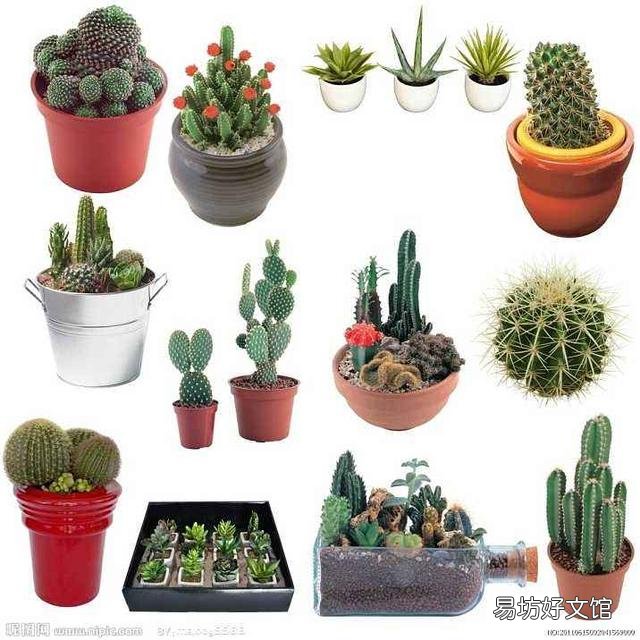 什么植物可以防辐射呢?