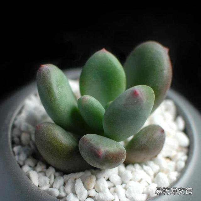 什么植物可以防辐射呢?