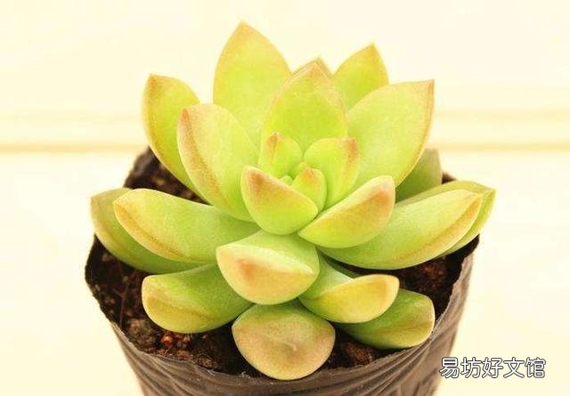 什么植物可以防辐射呢?
