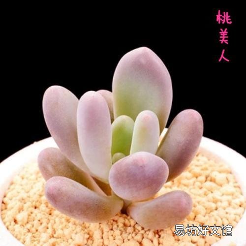 什么植物可以防辐射呢?