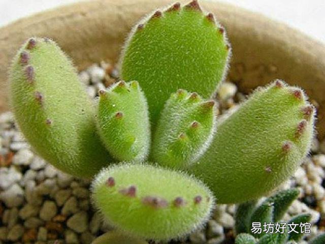 什么植物可以防辐射呢?
