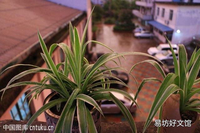 什么植物可以防辐射呢?