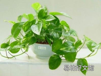 什么植物可以防辐射呢?