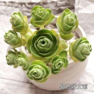 什么植物可以防辐射呢?
