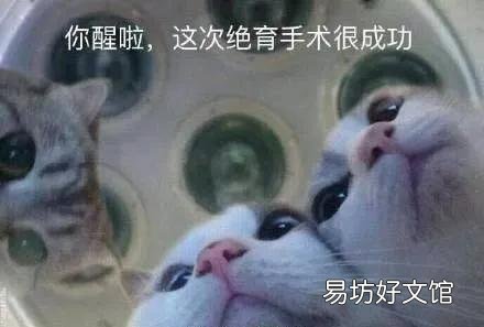 公猫多大开始发情(公猫大概几岁发情)