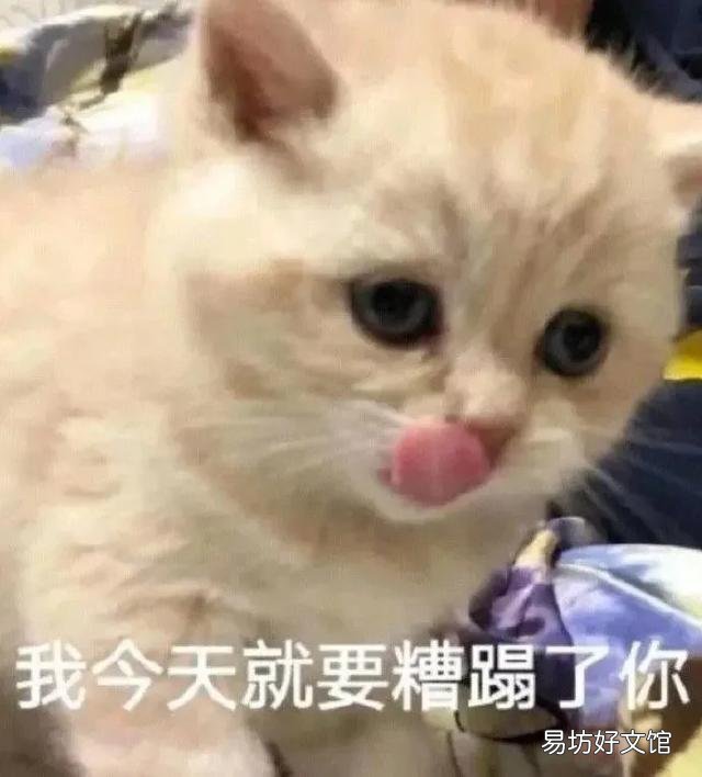 公猫多大开始发情(公猫大概几岁发情)
