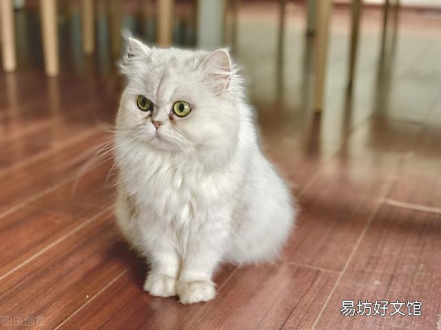 金吉拉猫的性格特点(金吉拉猫咪的性格)