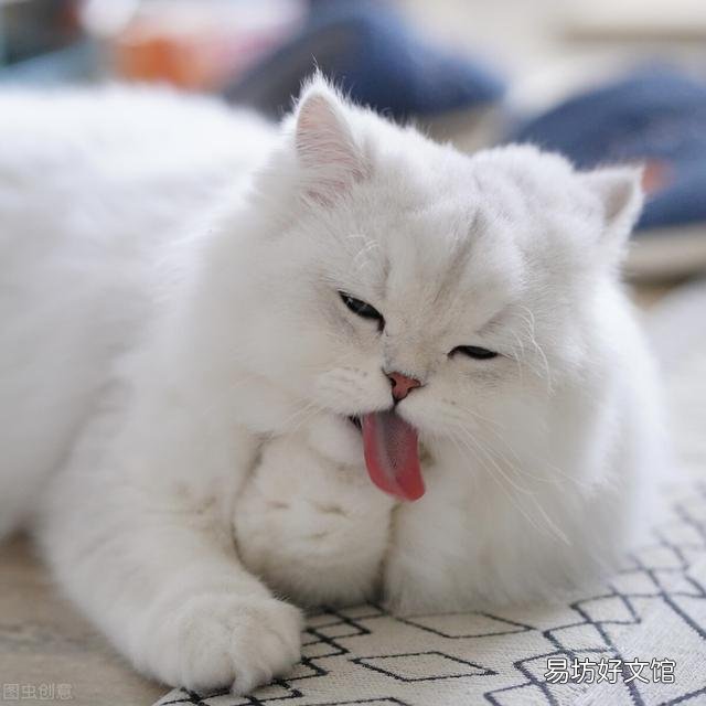 金吉拉猫的性格特点(金吉拉猫咪的性格)