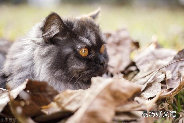 金吉拉猫的性格特点(金吉拉猫咪的性格)