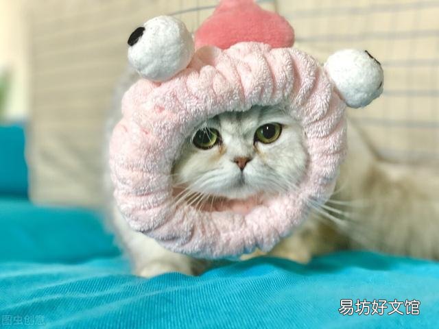 金吉拉猫的性格特点(金吉拉猫咪的性格)