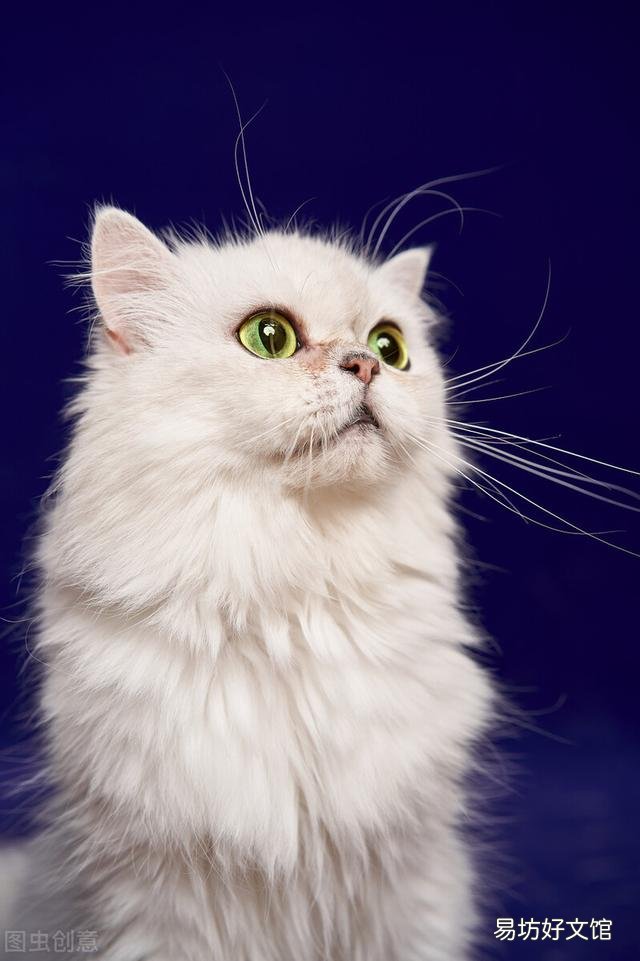 金吉拉猫的性格特点(金吉拉猫咪的性格)