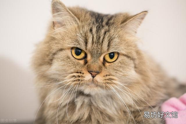 金吉拉猫的性格特点(金吉拉猫咪的性格)