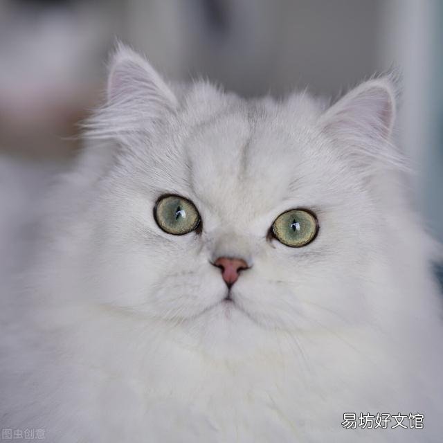 金吉拉猫的性格特点(金吉拉猫咪的性格)