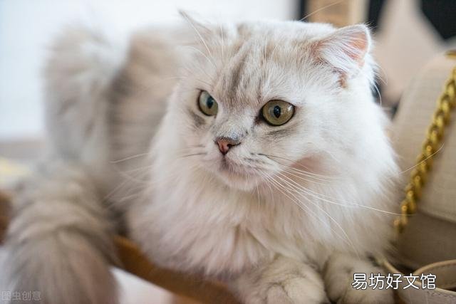 金吉拉猫的性格特点(金吉拉猫咪的性格)