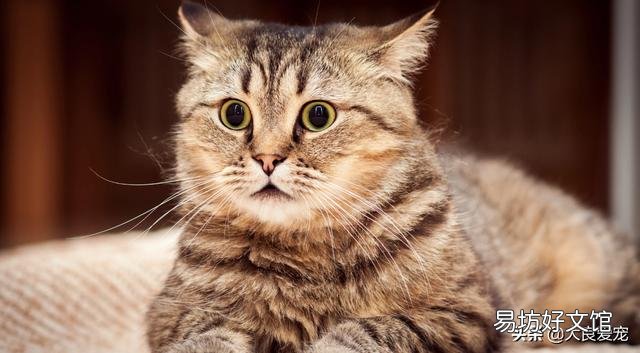 猫会发烧吗?(猫会发烧吗怎么测)