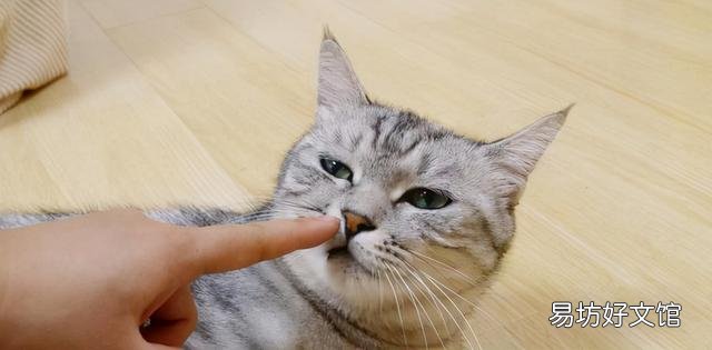 怎么训练猫咪听话(怎么训练猫咪听话叫它它就过来)