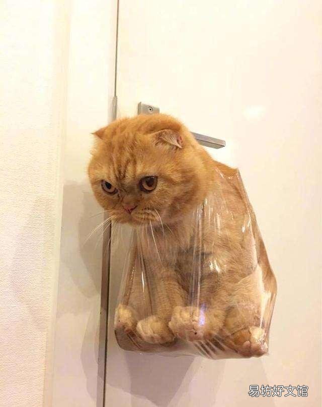 怎么训练猫咪听话(怎么训练猫咪听话叫它它就过来)