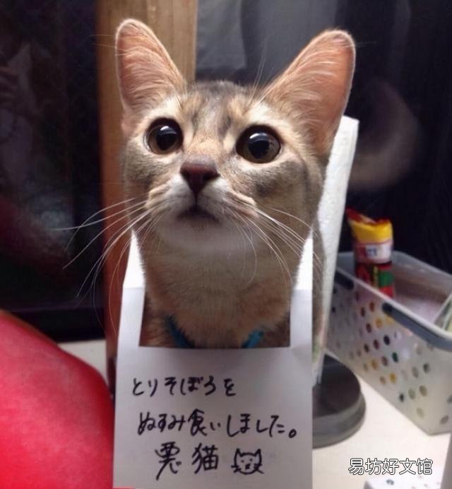 怎么训练猫咪听话(怎么训练猫咪听话叫它它就过来)