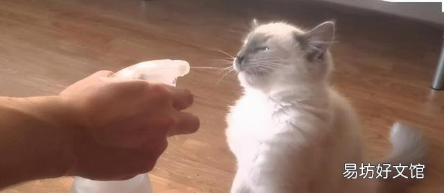 怎么训练猫咪听话(怎么训练猫咪听话叫它它就过来)