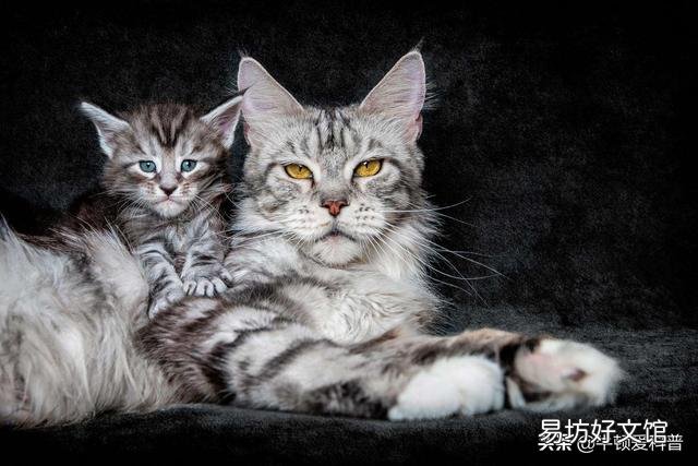 猫咪品种排行榜前十名(猫咪品种排行榜前十名蓝色英短)