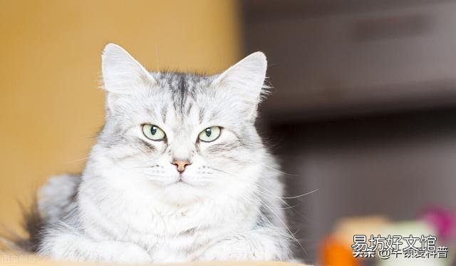 猫咪品种排行榜前十名(猫咪品种排行榜前十名蓝色英短)