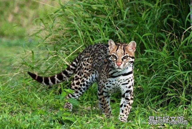 猫咪品种排行榜前十名(猫咪品种排行榜前十名蓝色英短)